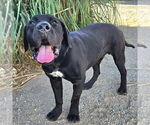 Small #7 Labrador Retriever Mix
