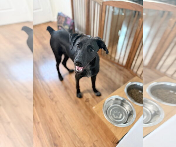 Medium Photo #2 Labrador Retriever-Unknown Mix Puppy For Sale in Rockaway, NJ, USA