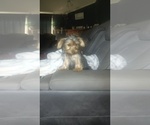 Small Photo #11 Yorkshire Terrier Puppy For Sale in BENSON, NC, USA