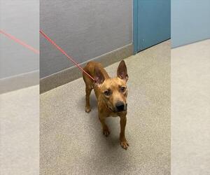 Boxer-Unknown Mix Dogs for adoption in Las Vegas, NV, USA