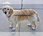 Small Photo #1 Golden Retriever Puppy For Sale in BROWNSTOWN, MI, USA