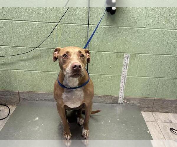 Medium Photo #1 American Staffordshire Terrier-Unknown Mix Puppy For Sale in Grand Prairie, TX, USA