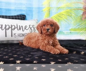 Goldendoodle (Miniature) Puppy for sale in ITASCA, TX, USA