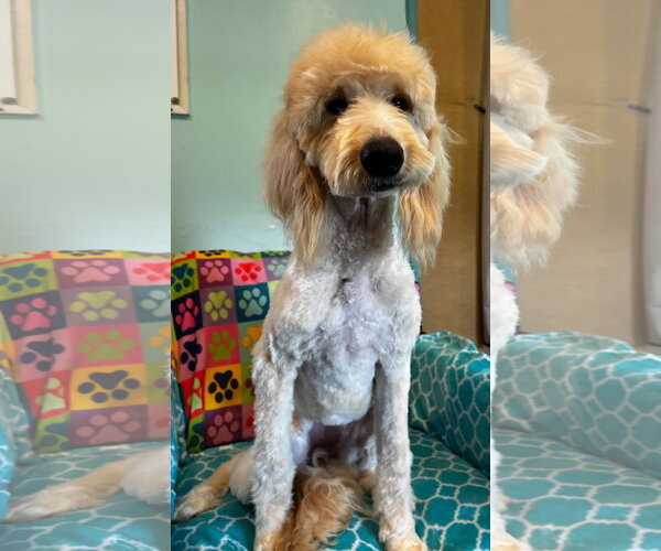 Medium Photo #2 Goldendoodle Puppy For Sale in Pacolet, SC, USA