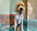Small #1 Goldendoodle