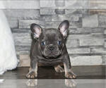 Puppy Maya French Bulldog