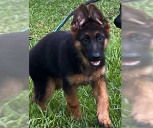 German Shepherd Dog Dog for Adoption in WILLISTON, Florida USA