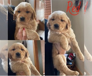 Golden Retriever Puppy for sale in ROGERSVILLE, MO, USA
