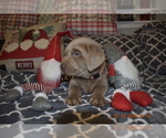 Small Photo #1 Labrador Retriever Puppy For Sale in EVERSON, WA, USA