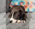 Small #5 Mutt