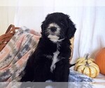 Small Photo #2 Sheepadoodle Puppy For Sale in DUNCAN, OK, USA