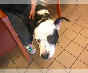 Mutt Dogs for adoption in Ocala, FL, USA