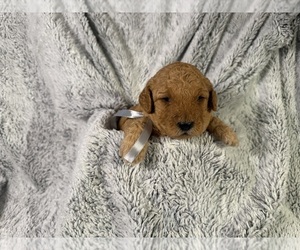 Medium Goldendoodle (Miniature)