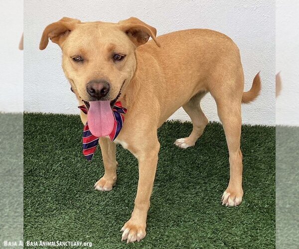Medium Photo #2 Labrador Retriever-Redbone Coonhound Mix Puppy For Sale in San Diego, CA, USA