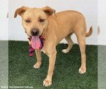 Small #1 Labrador Retriever-Redbone Coonhound Mix