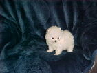 Small Photo #1 Pomeranian Puppy For Sale in APPLE VALLEY, CA, USA