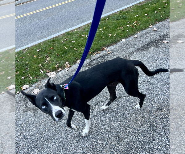 Medium Photo #4 Collie-Unknown Mix Puppy For Sale in Boston, MA, USA