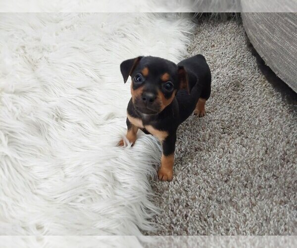 Medium Photo #1 Miniature Pinscher Puppy For Sale in MANSFIELD, OH, USA