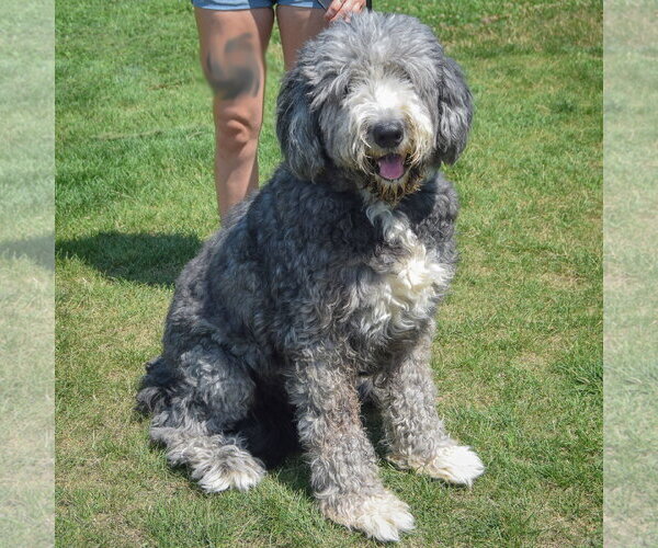 Medium Photo #3 Mutt Puppy For Sale in Huntley, IL, USA