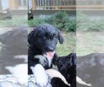 Small #7 Aussiedoodle