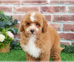 Small Photo #1 Goldendoodle mix (+ Poodle Miniature) Puppy For Sale in SYRACUSE, IN, USA