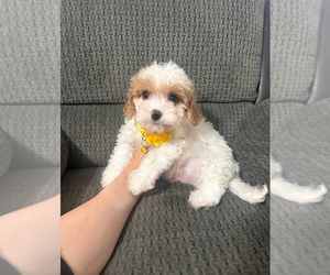 Cavapoo (Toy) Puppy for sale in JEFFERSONVILLE, IN, USA