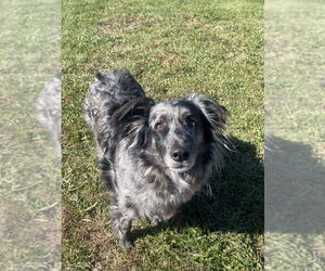 Australian Shepherd-Unknown Mix Dogs for adoption in Bolivar, MO, USA