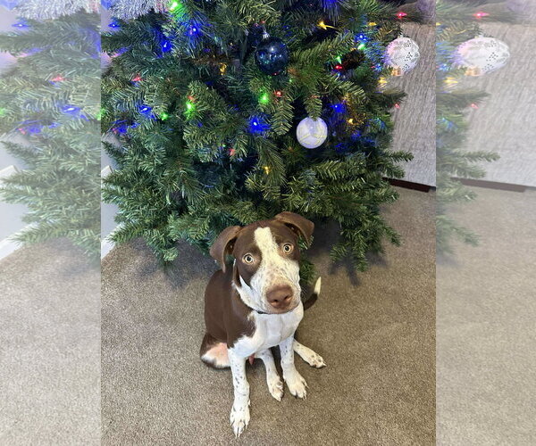 Medium Photo #12 American Pit Bull Terrier-Unknown Mix Puppy For Sale in Minneapolis, MN, USA