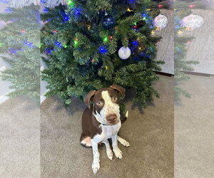 Huxley - Male American Pit Bull Terrier-Unknown Mix Dog for Adoption - Photo #12