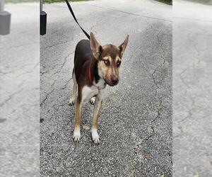 Siberian Husky-Unknown Mix Dogs for adoption in San Antonio, TX, USA