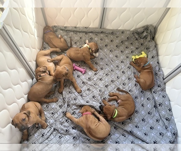 Medium Photo #24 Rhodesian Ridgeback Puppy For Sale in GARRETSON, SD, USA