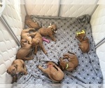 Small #23 Rhodesian Ridgeback