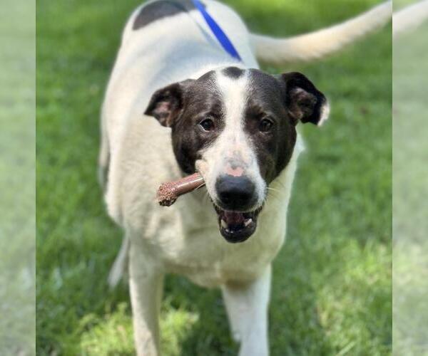 Medium Photo #2 Lab-Pointer Puppy For Sale in Yardley, PA, USA