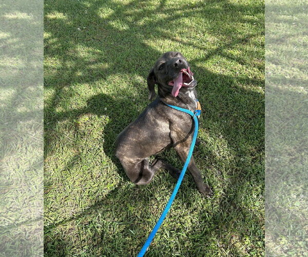 Medium Photo #2 Pointer-Unknown Mix Puppy For Sale in Monticello, MS, USA