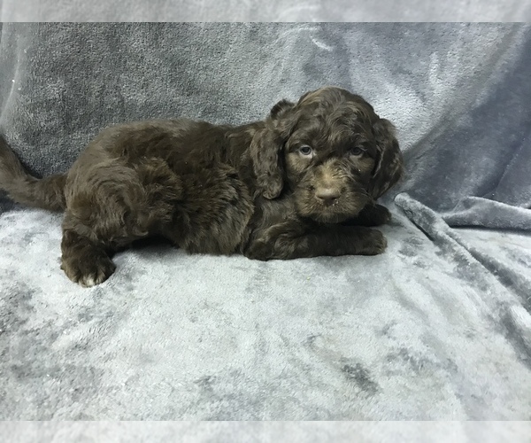 Medium Photo #17 English Setterdoodle Puppy For Sale in CHETEK, WI, USA
