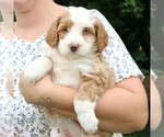 Small #1 Bernedoodle (Miniature)