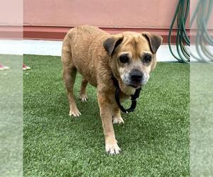 Pug-Staffordshire Bull Terrier Mix Dogs for adoption in San Antonio, TX, USA