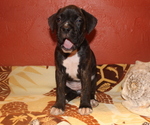 Small Photo #5 Boxer Puppy For Sale in OSHKOSH, WI, USA