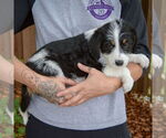 Small #1 Australian Shepherd Mix