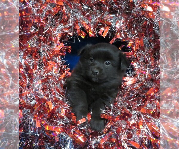 Medium Photo #2 Poo-Shi Puppy For Sale in HARTVILLE, MO, USA