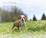 Small #8 Boston Terrier