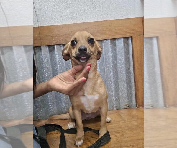 Medium Photo #7 Chihuahua-Unknown Mix Puppy For Sale in New York, NY, USA