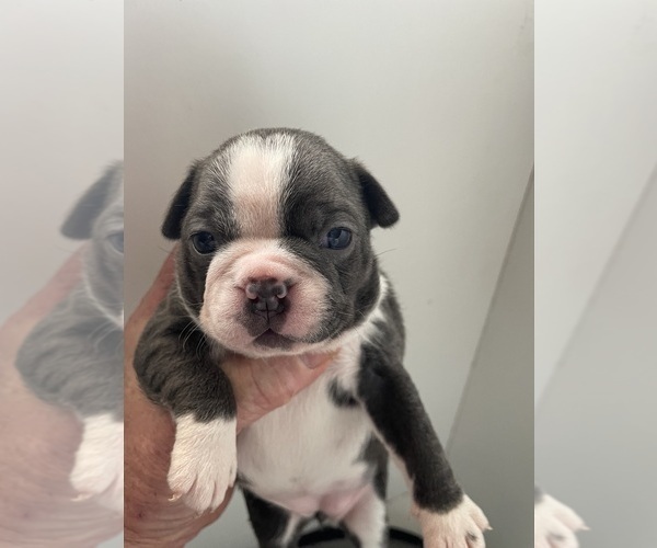 Medium Photo #1 Boston Terrier Puppy For Sale in HOWELL, NJ, USA