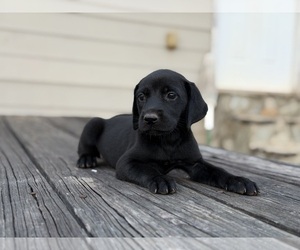 Labrador Retriever Puppy for Sale in RUTHERFORDTON, North Carolina USA