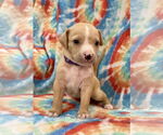 Small #2 Labrador Retriever Mix