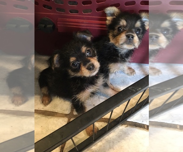 Medium Photo #2 Yorkshire Terrier Puppy For Sale in SAINT CLOUD, MN, USA