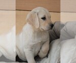 Small Photo #6 Labrador Retriever Puppy For Sale in SYRACUSE, IN, USA