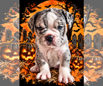 Image preview for Ad Listing. Nickname: Litter of 4
