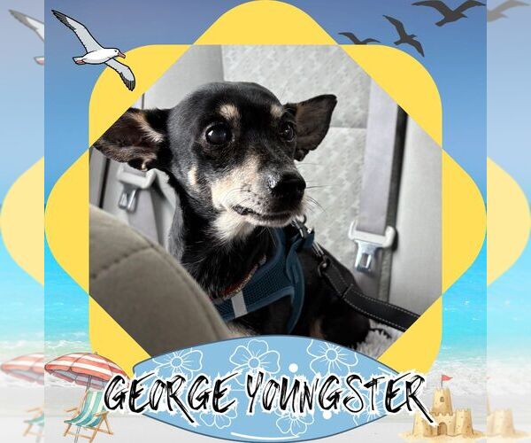 Medium Photo #5 Chiweenie Puppy For Sale in San Antonio, TX, USA