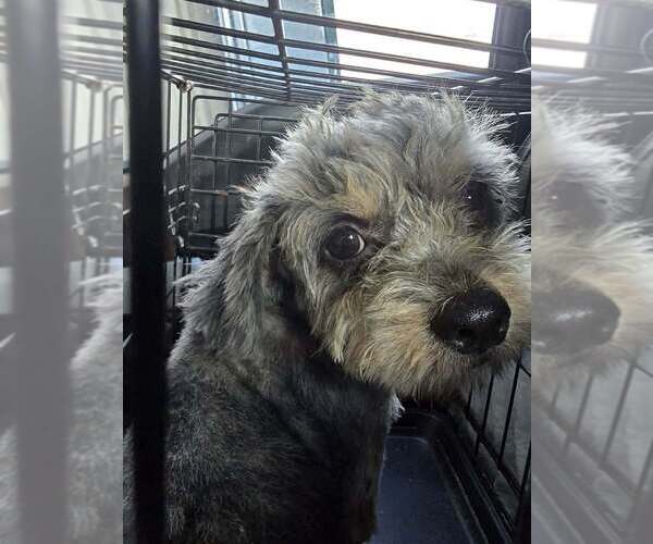 Medium Photo #3 Mutt Puppy For Sale in New York, NY, USA